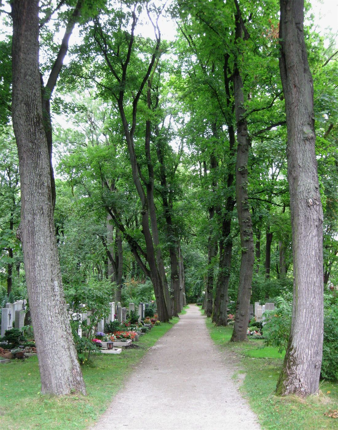 Straight gravel path between tall deciduous trees and closely spaced graves decorated with flowers at Haidhausen Cemetery